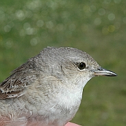 Höksångare, Sundre 20100604